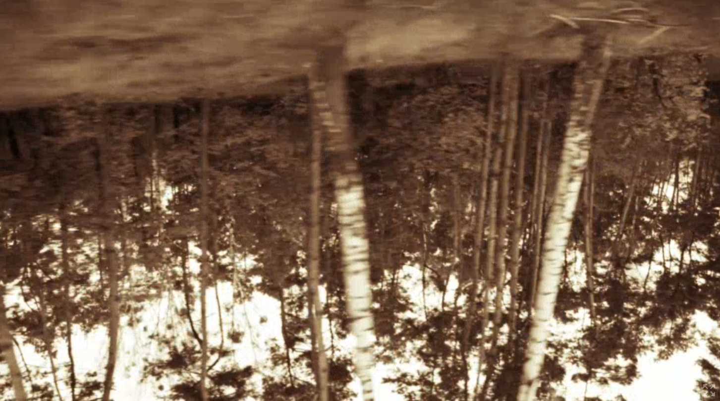 The Mouth Of The Woods cover