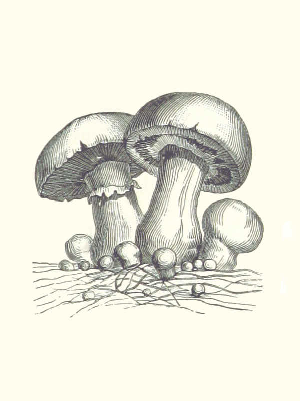 Acephalus cover
