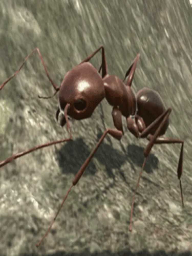 Ant Simulator 3D cover