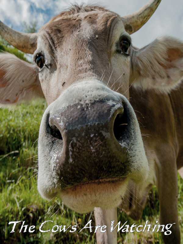 The Cows Are Watching cover